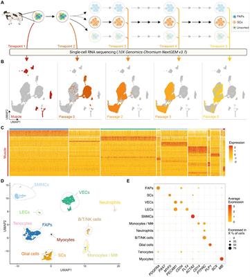 Single-cell analysis of bovine muscle-derived cell types for cultured meat production